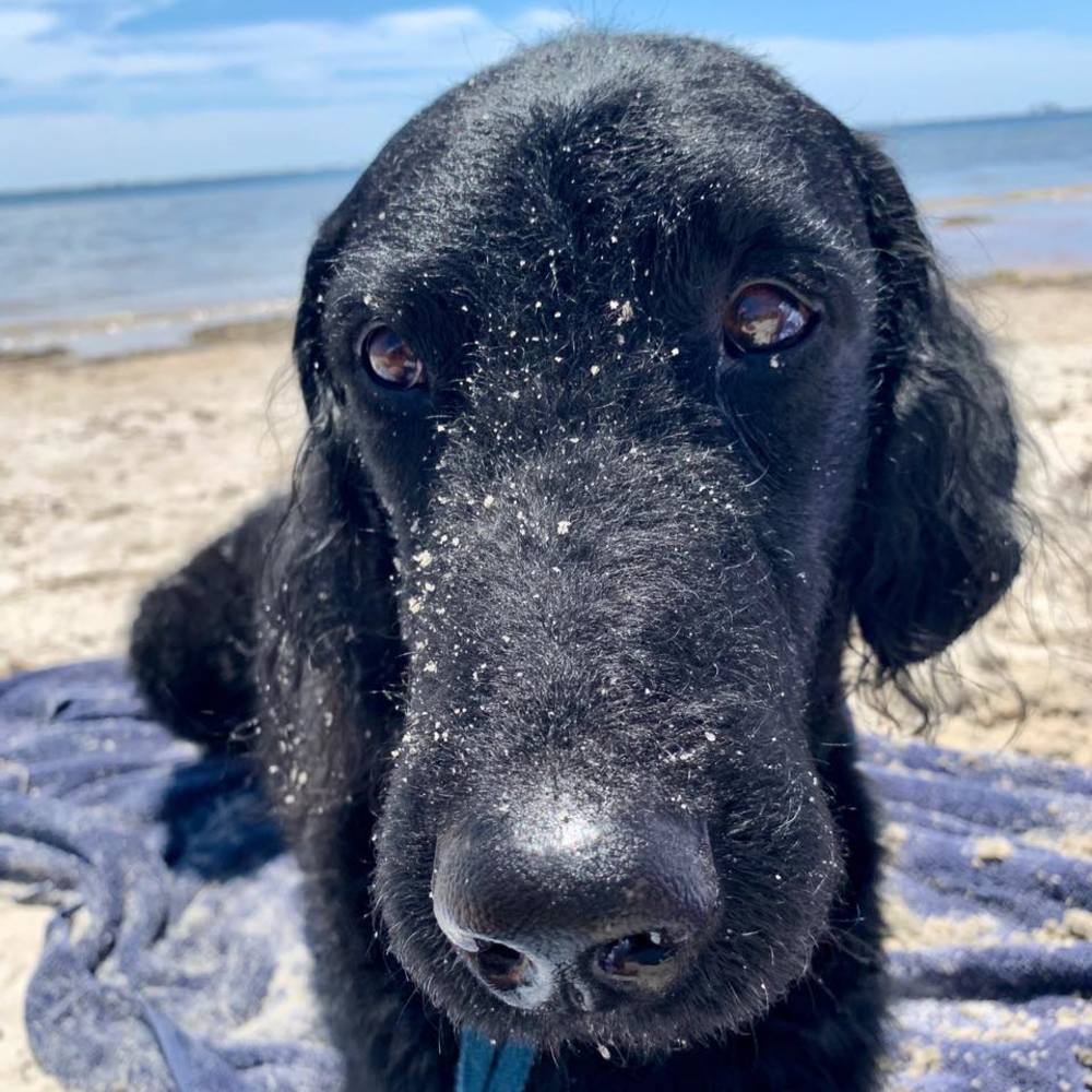 Meet your Posher, Laurie